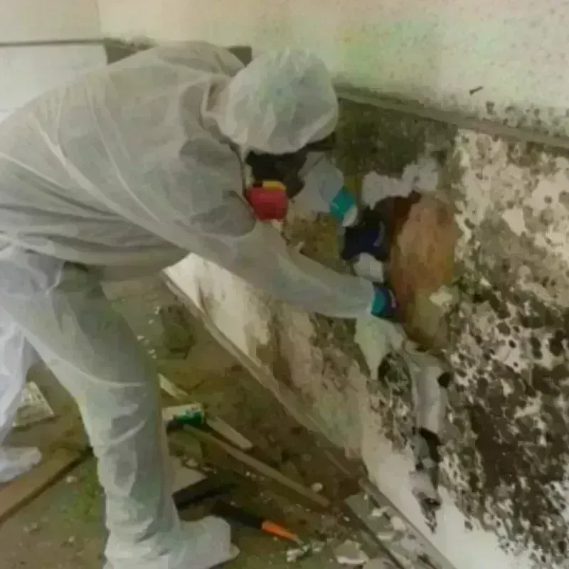 Mold Remediation and Removal in Rogers, TX